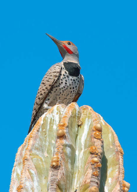 Чоловік Позолочений Flicker Woodpecker сидить на кактусі під блакитним небом — стокове фото