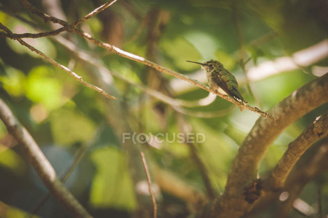 Hummingbird dalla gola rubino femminile seduto su un ramo sullo sfondo sfocato — Foto stock