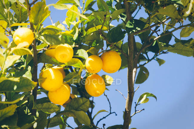 Citrons mûrs sur l'arbre — Photo de stock
