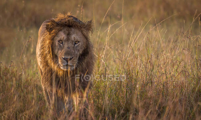 Majestuoso león caminando en la naturaleza salvaje - foto de stock