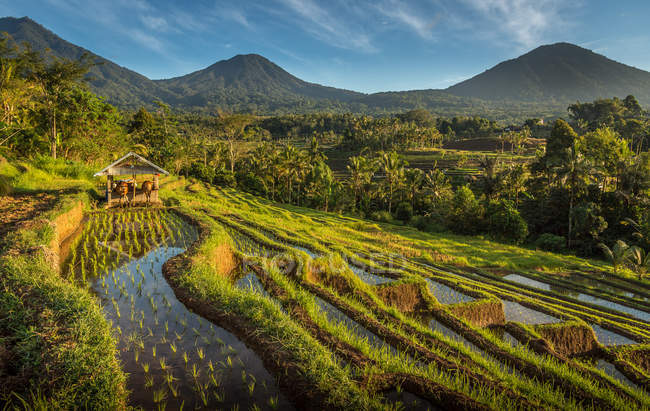 Early morning at the UNESCO Jatiluwih Rich Terraces watching the farmers get ready to start their working day — Stock Photo