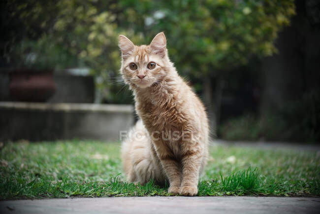 Retrato de un hermoso gato - foto de stock
