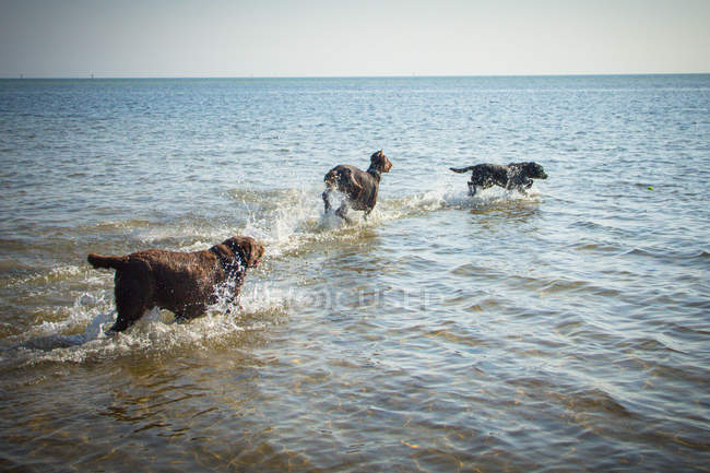 Tres perros corriendo en agua de mar - foto de stock