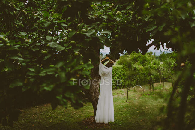 Весільна сукня на красивому дереві з зеленим тлом — стокове фото