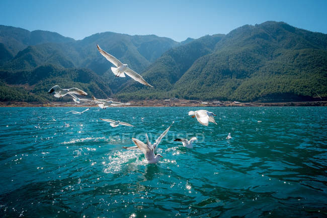 Schöne Berglandschaft und See, fliegende Möwen auf der Jagd nach Fischen — Stockfoto