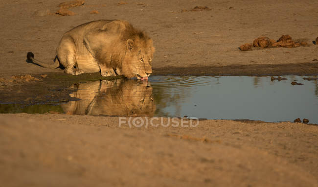 Leão bebendo água na natureza selvagem — Fotografia de Stock