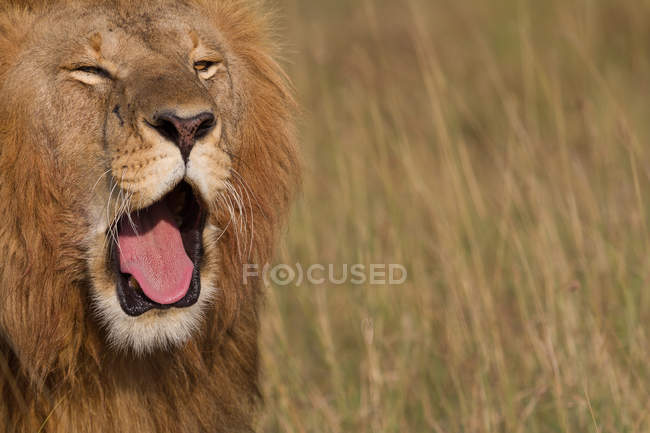 Primo piano vista del muso di leone con bocca aperta — Foto stock