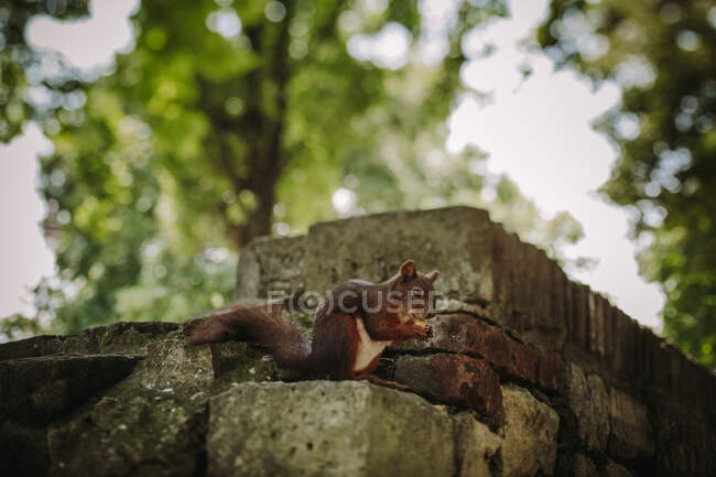 Un écureuil mange un gland dans un parc Kalemegdan à Belgrade — Photo de stock