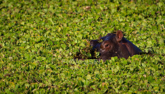 Бегемоты повсюду в Масаи Мара, река Мара изобилует ими вместе с водоемами, подобными этой. Они веселы, забавны и издают самые смешные звуки, но являются самым большим убийцей животных в Африке. — стоковое фото