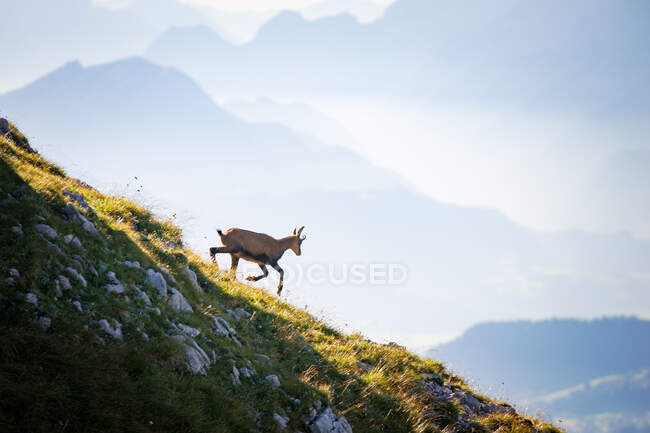 Incredibile vista sulle montagne con capra in giorno nebbioso — Foto stock