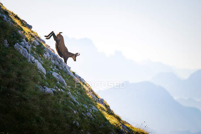 Increíble vista a la montaña con cabra en día brumoso - foto de stock