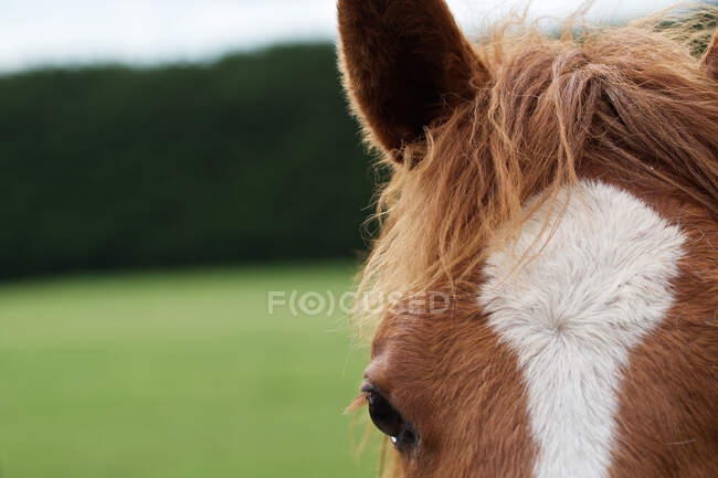 El ojo del caballo - foto de stock