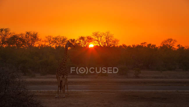 Ciel orangé coucher de soleil et ponçage girafe — Photo de stock
