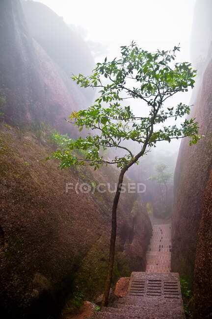 Albero in un sentiero di montagna con tempo nebbioso — Foto stock