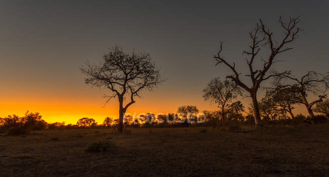 Мальовничий вид на величний африканський пейзаж на заході сонця — стокове фото