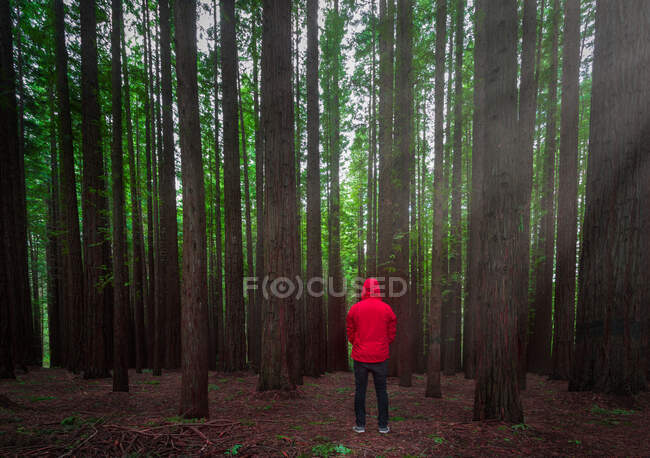 Я заблудился в мире неопределенности, не знаю, куда идти. Наконец-то мне удалось прокрасться в лес Секвойя и запечатлеть световые лучи, достигающие вершины деревьев - терпение является ключевым. — стоковое фото