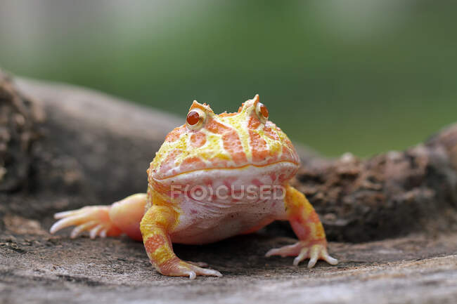 Close-up shot of adorable little tropical frog in natural habitat — Stock Photo