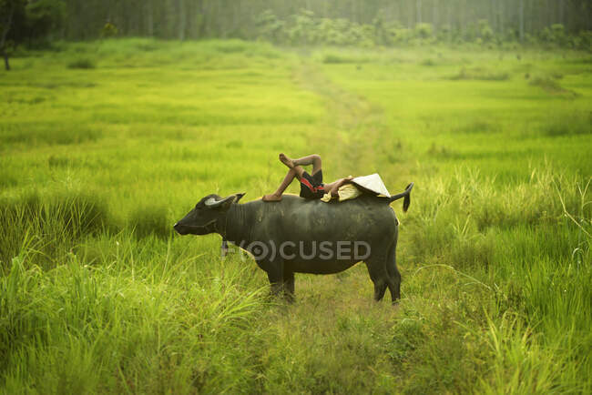 Kinder spielen mit Büffel — Stockfoto