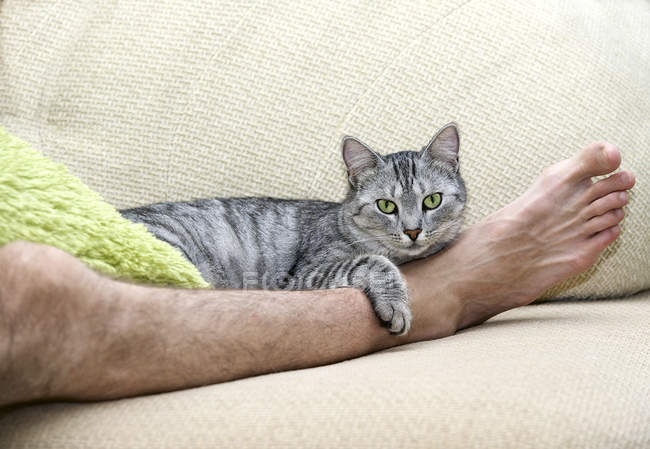 Gato cinza deitado na perna masculina no sofá — Fotografia de Stock