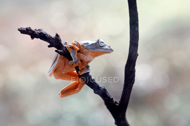 Gros plan de l'adorable petite grenouille tropicale dans l'habitat naturel — Photo de stock