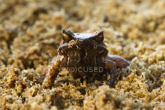 Крупним планом знімок чарівної тропічної жаби в природному середовищі проживання — стокове фото