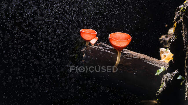 Fungi cup red Mushroom or Champagne Cup with rainny fog, Can found in the rainny season forest of Thailand — Stock Photo