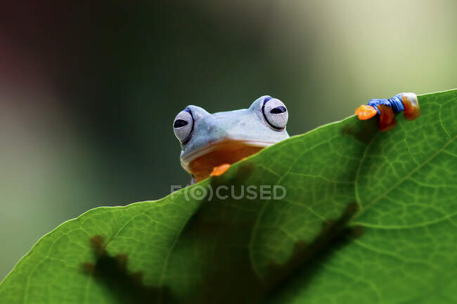 Close-up de adorável sapo tropical pouco em habitat natural — Fotografia de Stock