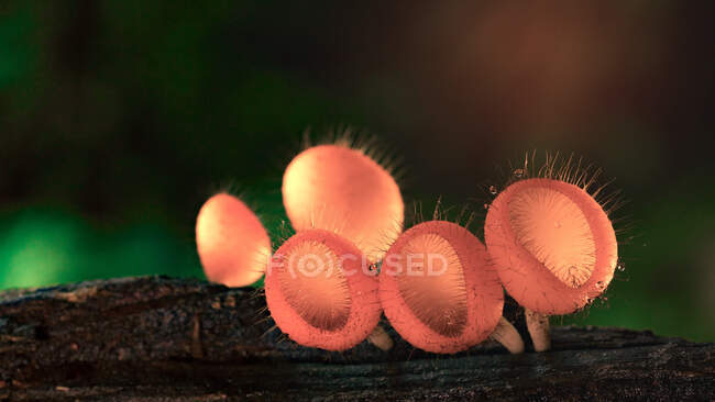 Fungi cup red Mushroom Champagne Cup, Can found in the rainy season forest of Thailand, selective focused — Stock Photo