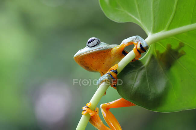 Close-up de adorável sapo tropical pouco em habitat natural — Fotografia de Stock