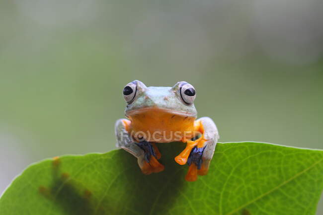 У природному середовищі живуть чарівні тропічні жаби. — стокове фото