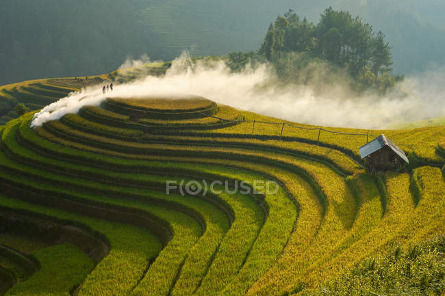 Malerischer Blick auf die schöne grüne Reisterrasse bei Sonnenuntergang, Vietnam — Stockfoto