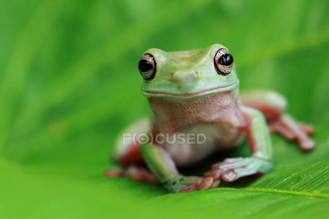 Крупным планом очаровательная маленькая тропическая лягушка в естественной среде обитания — стоковое фото
