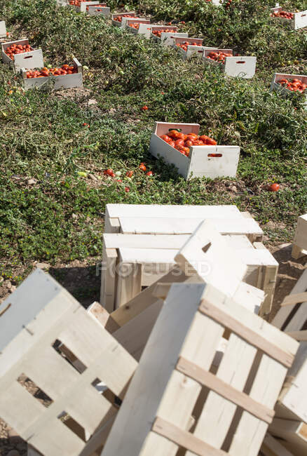 Picked tomatoes in crates. Many crates on foreground — Stock Photo