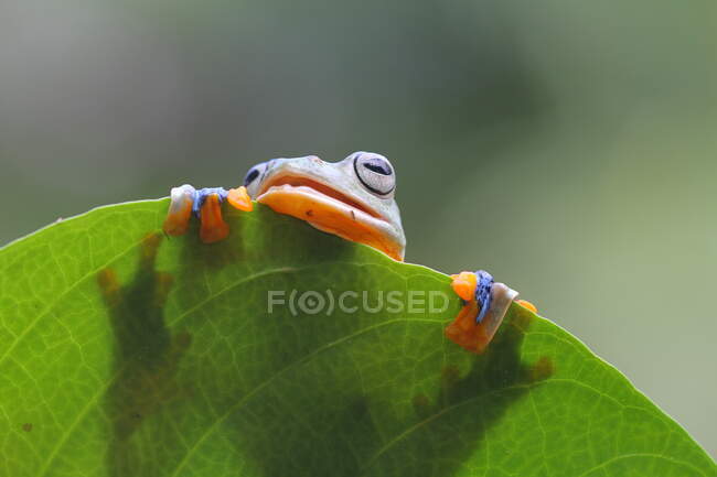 Primer plano de adorable rana tropical en hábitat natural - foto de stock