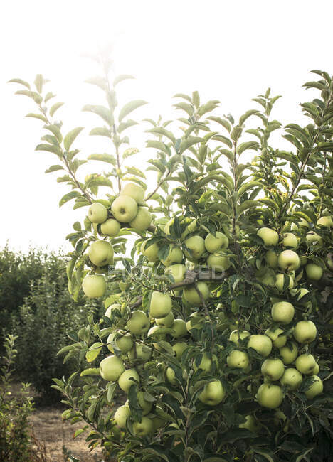 Зелені яблука на дереві в саду — стокове фото