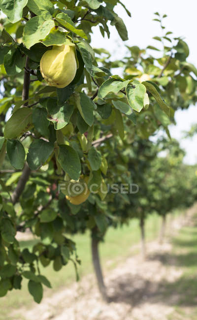 Quince orchard. Close up yellow Quince — Stock Photo