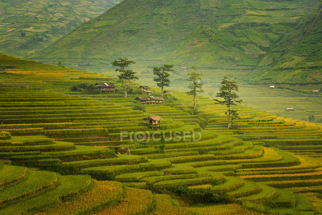 Живописный вид на красивую зеленую рисовую террасу во время заката, Вьетнам — стоковое фото