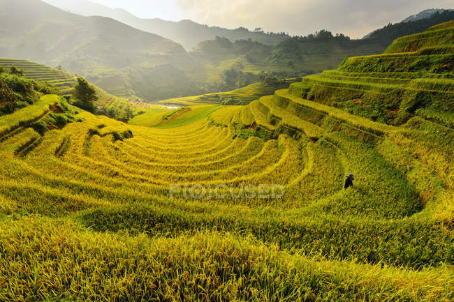 Malerischer Blick auf die schöne grüne Reisterrasse bei Sonnenuntergang, Vietnam — Stockfoto
