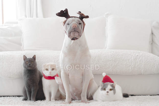 Shar pei cão e três gatos vestidos para o Natal — Fotografia de Stock
