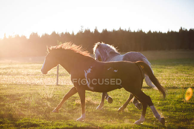 Due cavalli che corrono nel prato, luce del tramonto — Foto stock