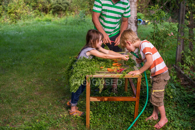 Padre y dos niños limpiando zanahorias recién recogidas - foto de stock