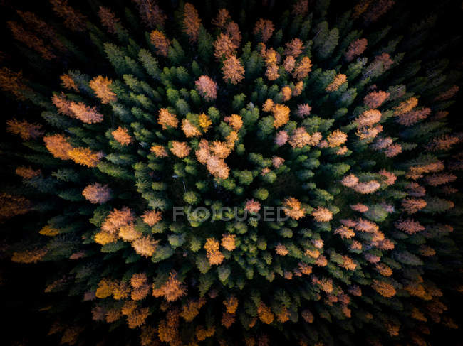 Вид с воздуха на осенний лес, Долина Пустер, Южный Тироль, Италия — стоковое фото