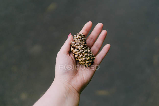 Femme main tenant un cône de pin — Photo de stock