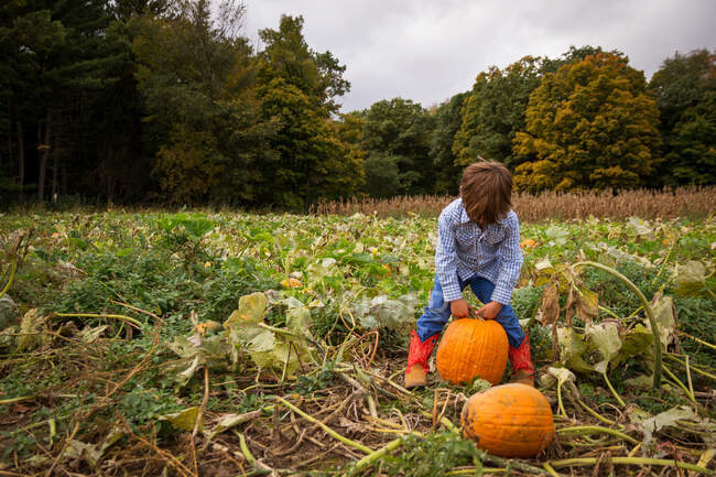 Boy picking a pumpkin — Stock Photo