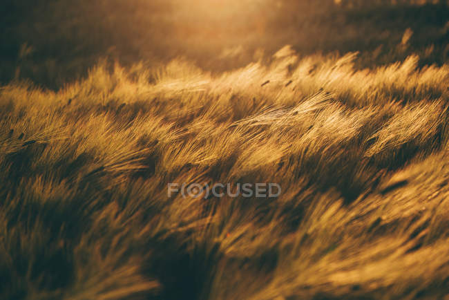 Close-up do campo de trigo na luz do sol, cidade de Krasnodar, Rússia — Fotografia de Stock