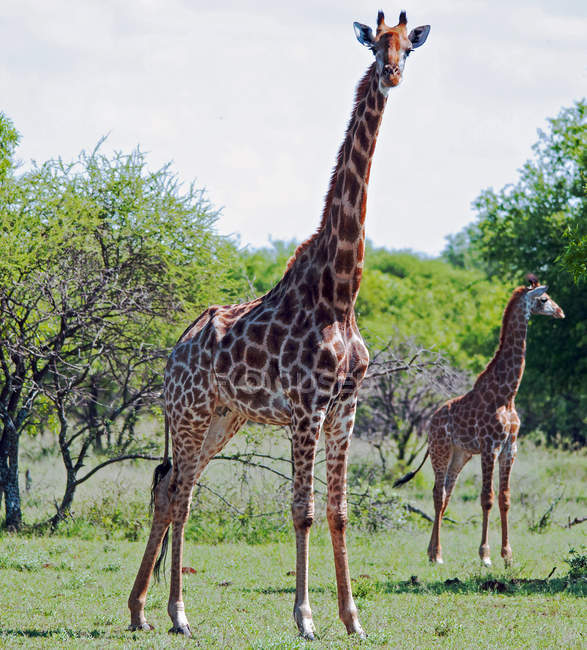 Vista panorámica de la jirafa con ternera de jirafa, Sudáfrica - foto de stock