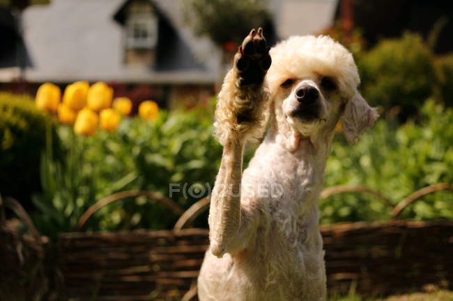 Mignon chien caniche avec patte dans les airs — Photo de stock