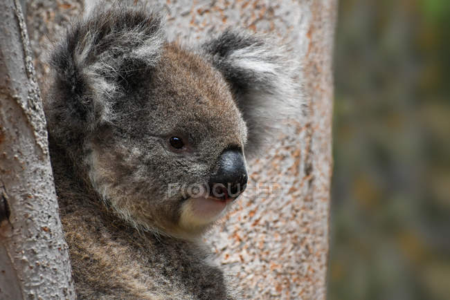 Koala oso sentado en eucaliptos, Parque Nacional Yanchep, Australia. - foto de stock