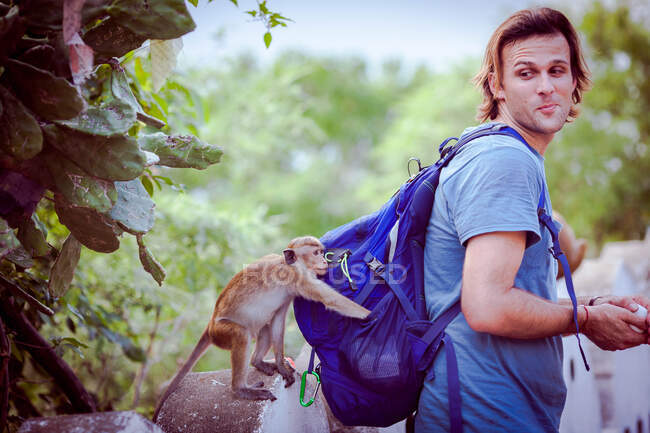 Токе макак обезьяна крадет из рюкзака человека, Дамбулла, Шри-Ланка — стоковое фото