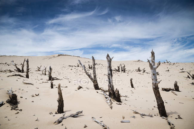 Vista panoramica di alberi morti in dune di sabbia, Valdevaqueros Beach, Tarifa, Cadice, Andalusia, Spagna — Foto stock